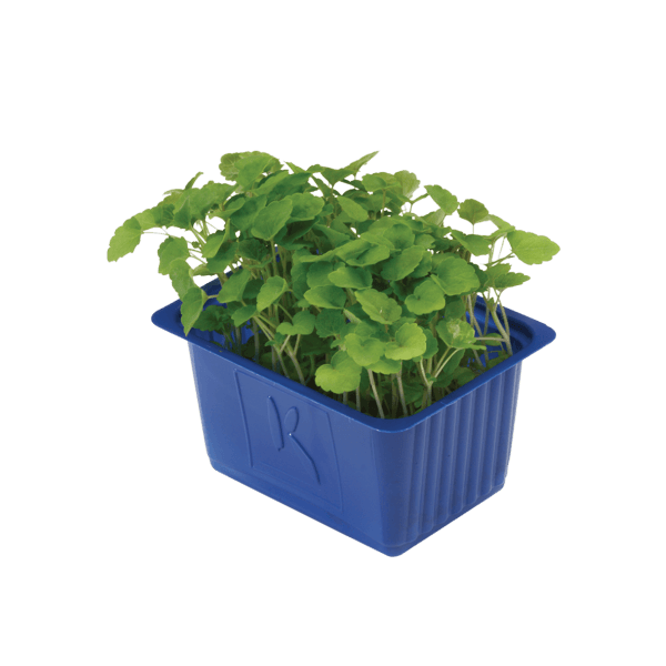 Atsina® Cress