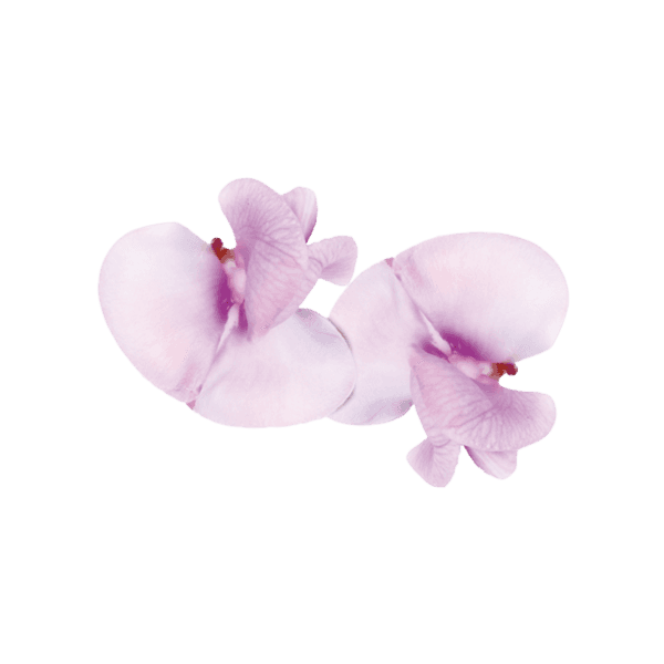 Bohnenblüte