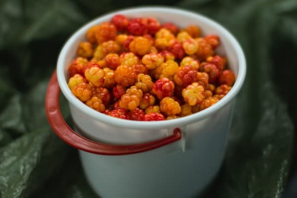 Mountain blackberry