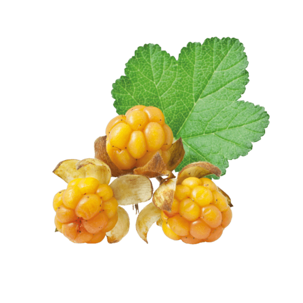 Mountain blackberry