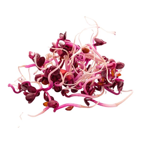 Beet sprouts