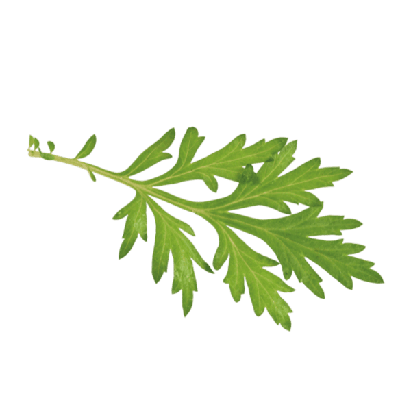 Mugwort