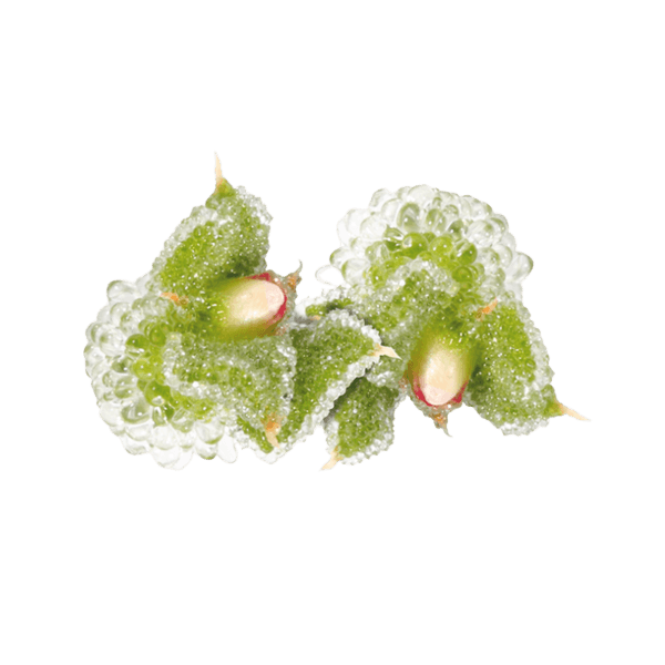 BlinQ Blossom®