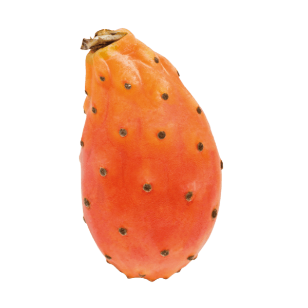 Cactusvijg