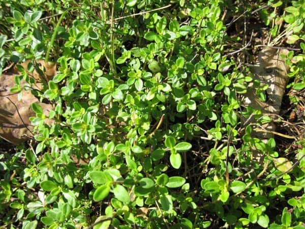 Lemon thyme