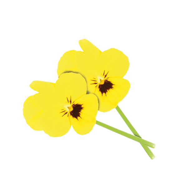 Cornabria Blossom®