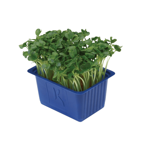 Daikon Cress®