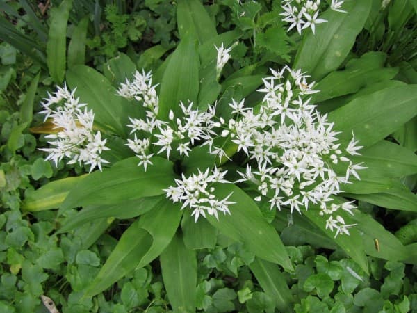 Badger garlic