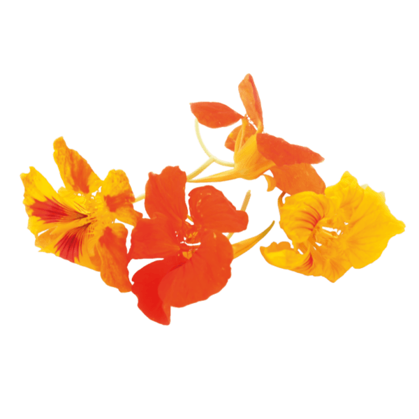 Edible flowers