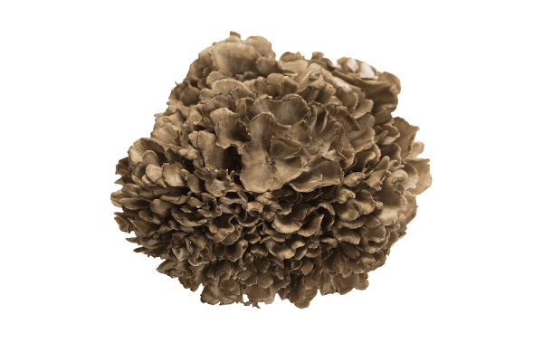 Eikhaas (Maitake)