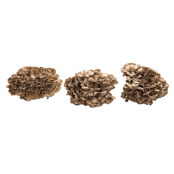 Eikhaas (Maitake)