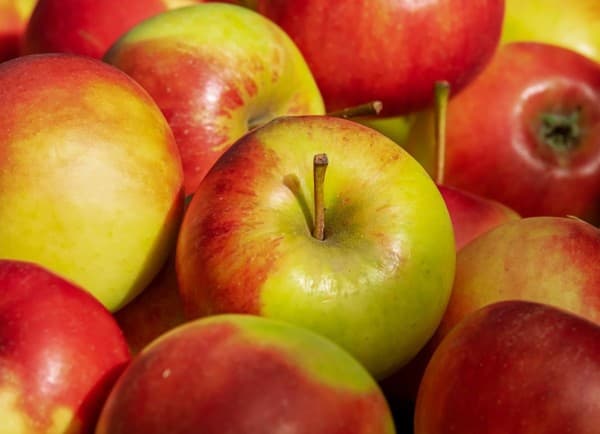 Elstar appel