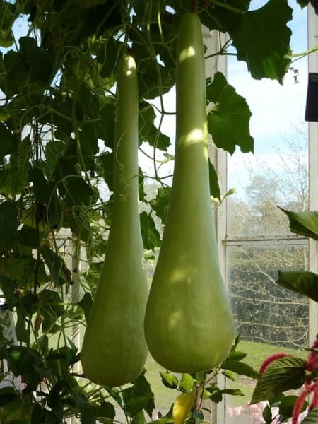 Bottle gourd