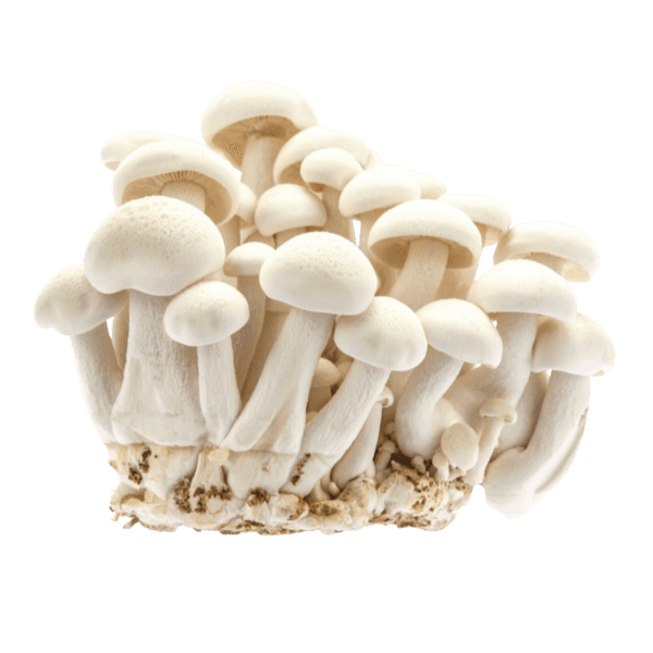 Fluweelpootje (Enoki)