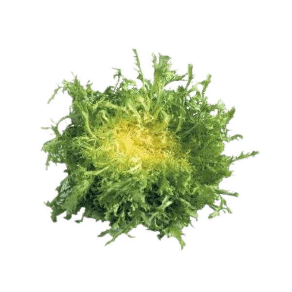 Gelber Frisée