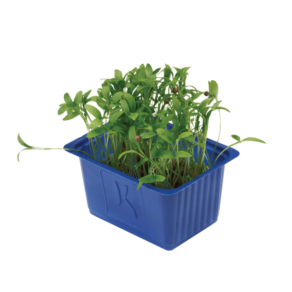 Ghoa Cress®