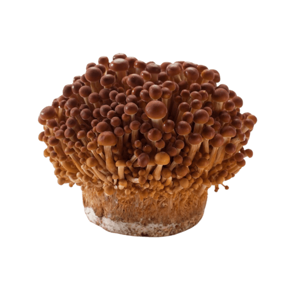Gouden fluweelpootje (Golden Enoki)