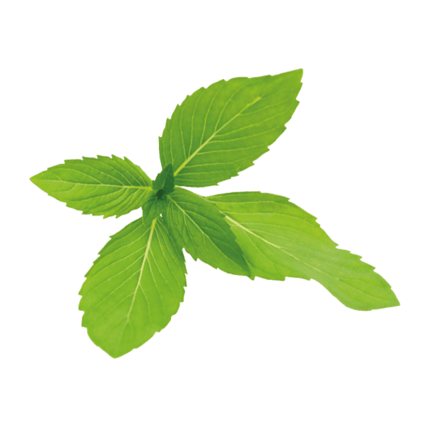 Groene munt