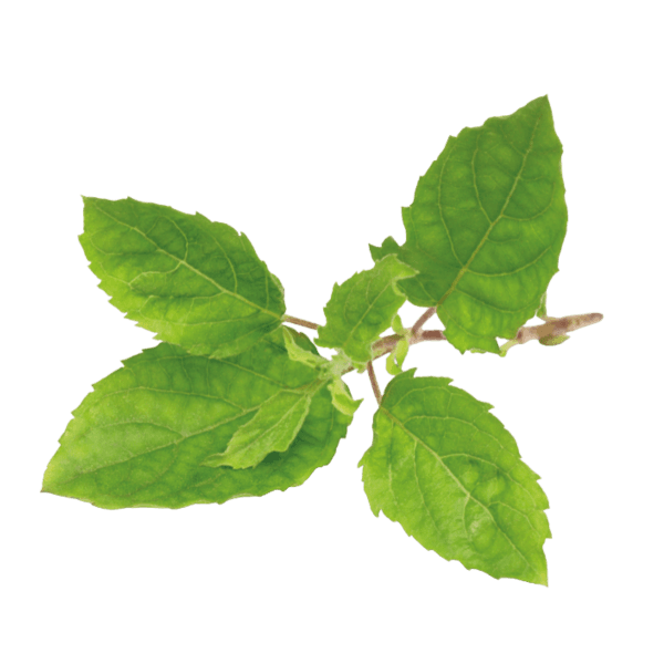 Heilige basilicum