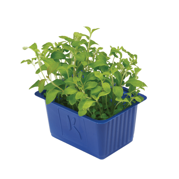 Honny® cress