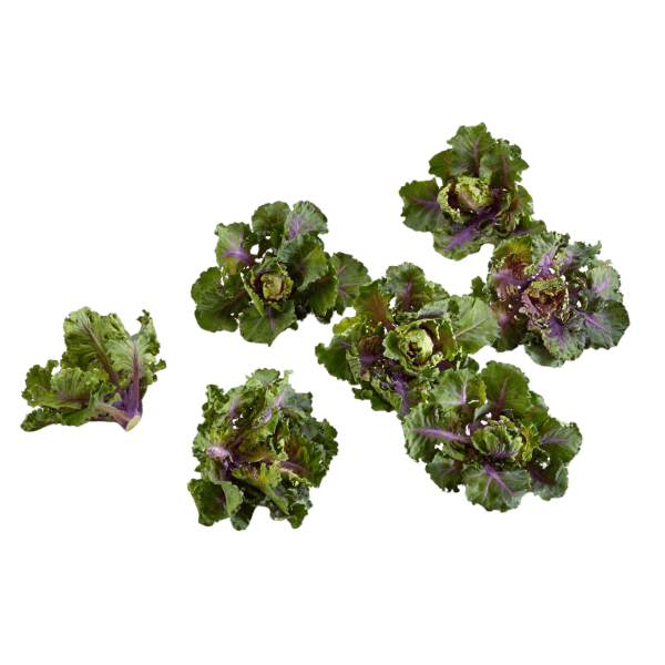 Kaletten®.