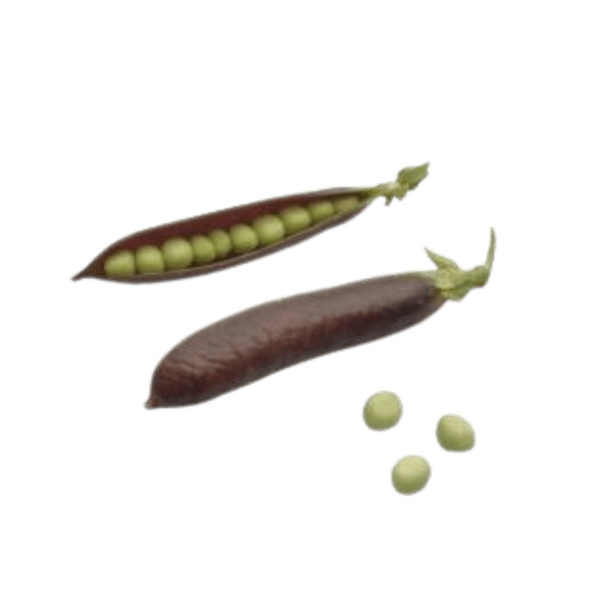 Kapucijners