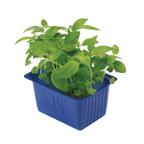 Limon Cress