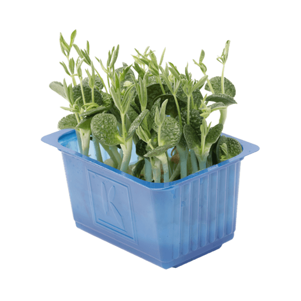 Lupinen-Kresse