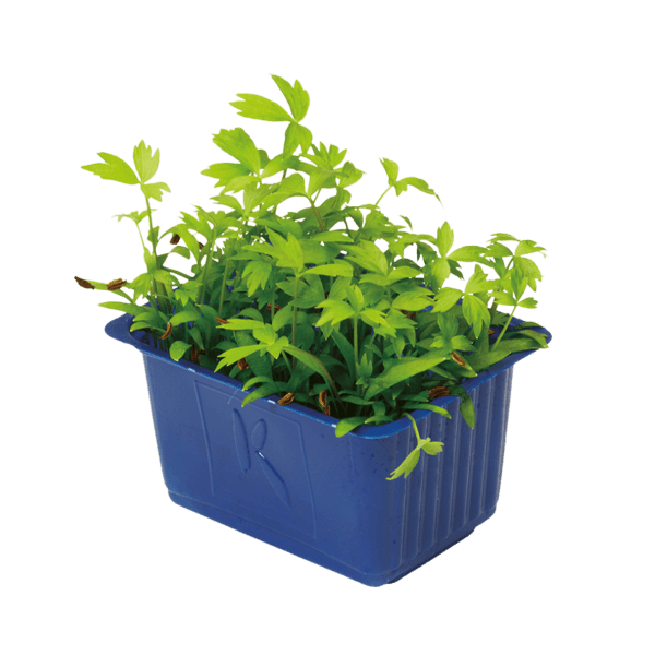 Motti Cress