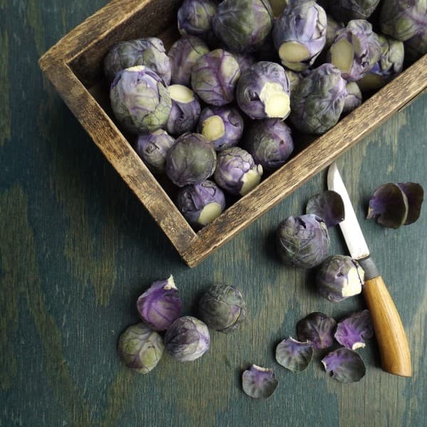 Purple sprouts