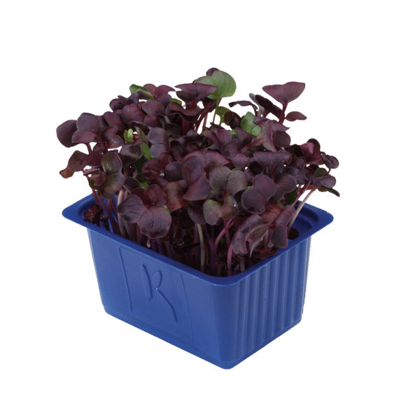 Sakura Cress®