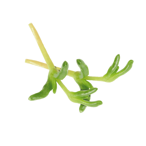 Salzige Finger®