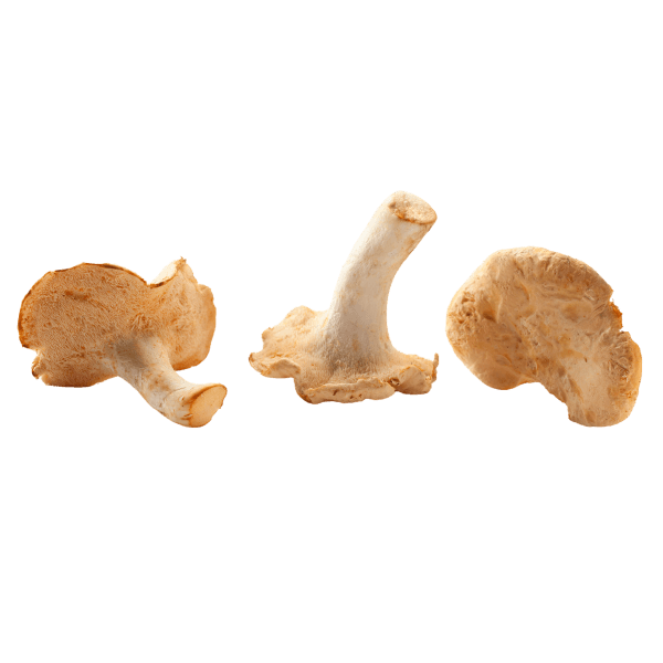 Schapevoetje (Gele stekelzwam)