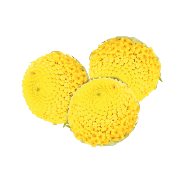 Sechuan Button