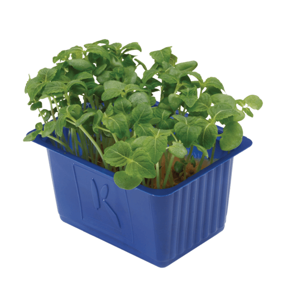 Shiso Green