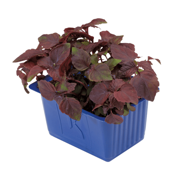 Shiso Purple