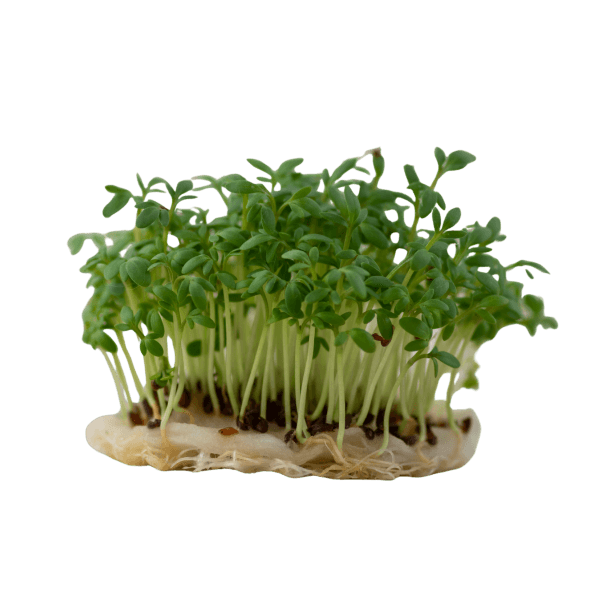 Tuinkers