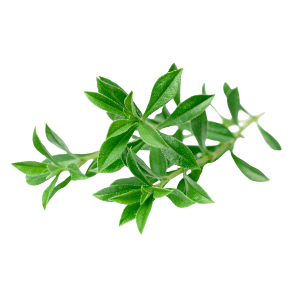 Winter savory