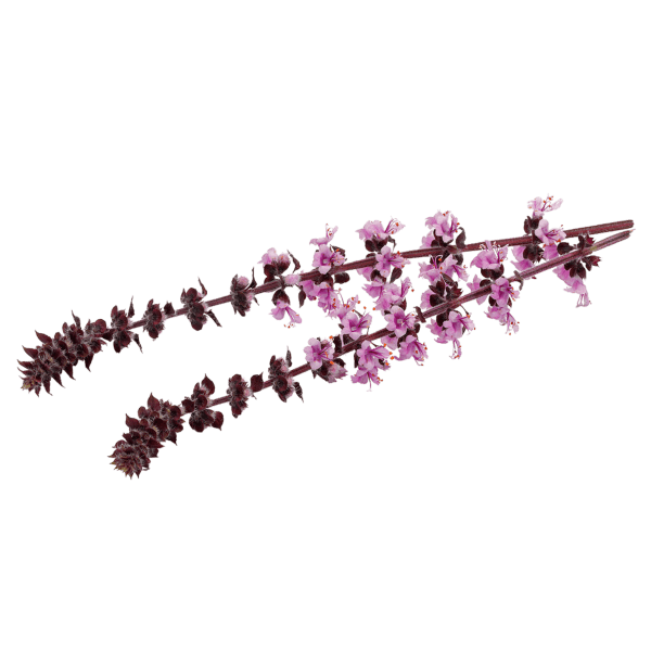 Zalotti-Blüte