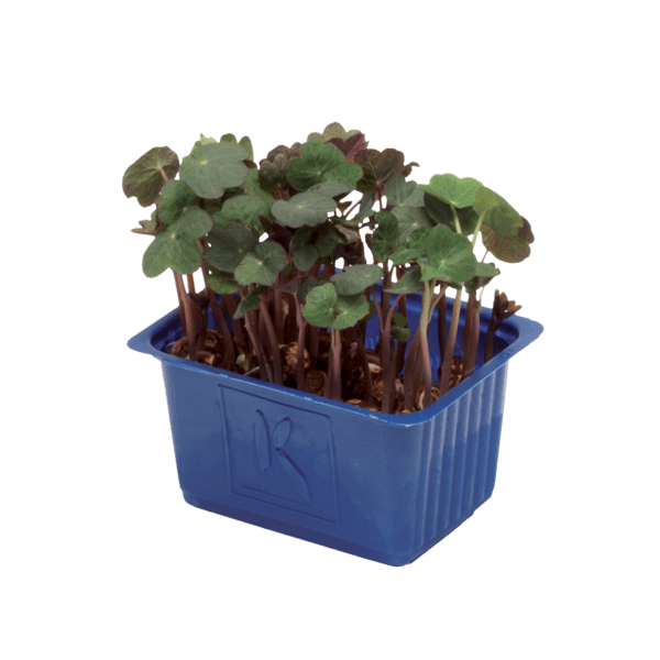 Zorri Cress