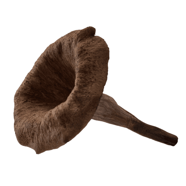 Schwarze Trompete (Horn of plenty)