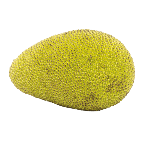 Jackfrucht (Nangka)