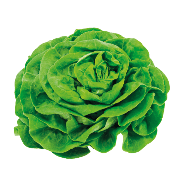 Kropsla