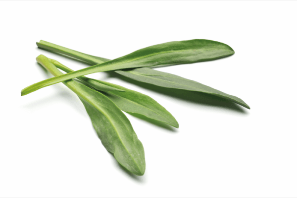 Lamb's ear