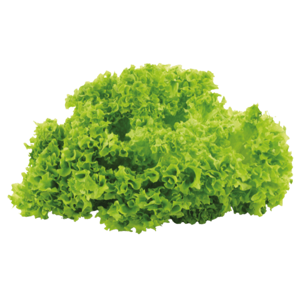 Lollo Bionda