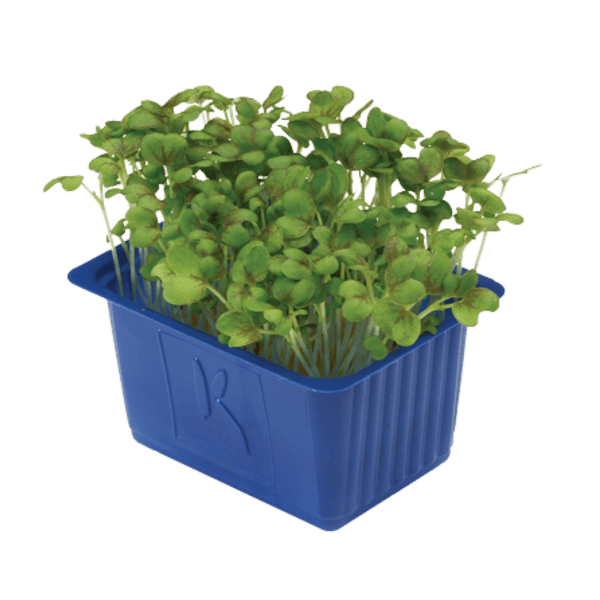 Mustard Cress