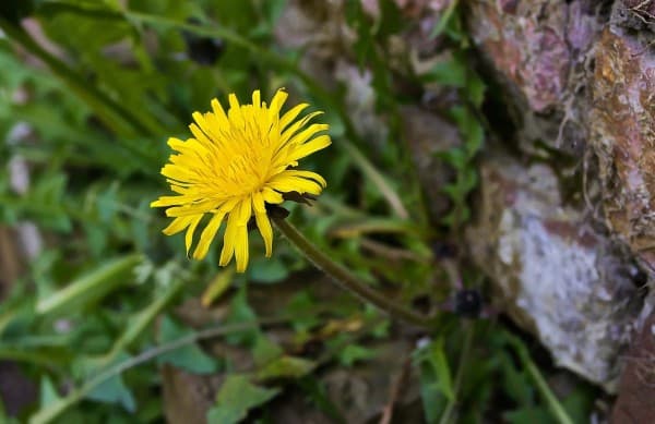 Paardenbloem