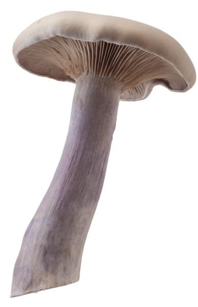 Purple knight's mushroom