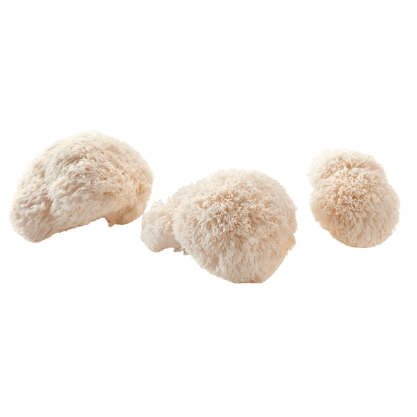 Pruikzwam (Pom Pom Blanc)