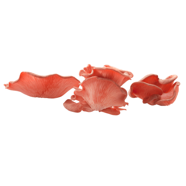 Roze oesterzwam